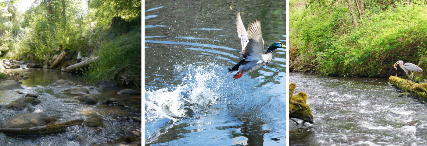 Banner showing Bellevue streams, a mallard duck flying off a stream surface, and a a heron eating a peamouth fish