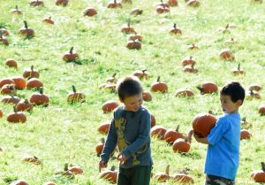 pumpkin patch