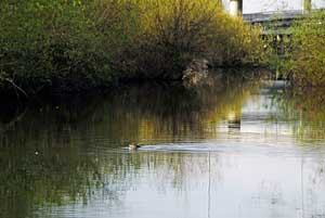 A duck swims in Mercer Slough.