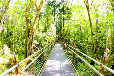 The new suspension bridge over the Ravine Garden