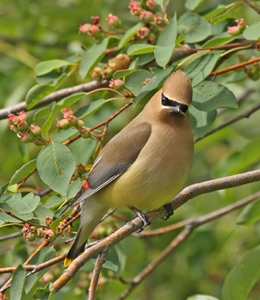 Bird in tree