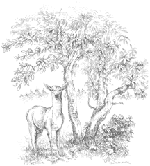 Image of South Bellevue Deer