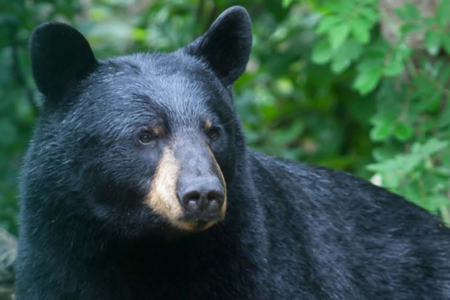 black bear