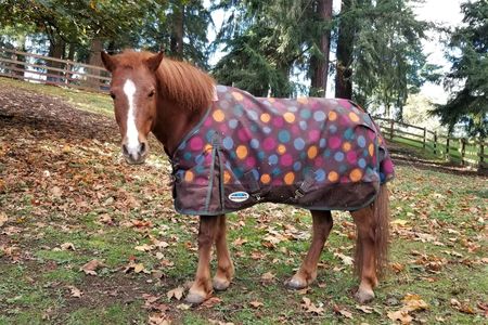 Image of Pony with Party Hat