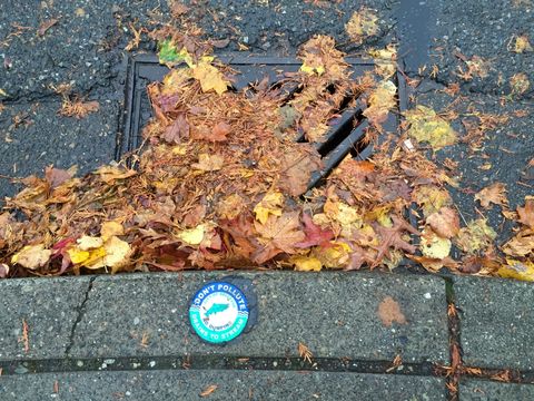 Storm drain covered with leaves.