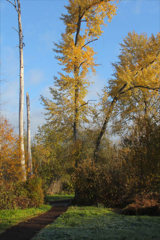 Mercer Slough Nature Park Trail