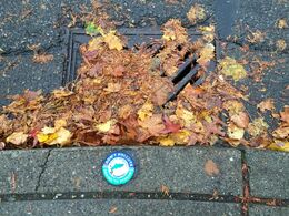 Storm drain covered with leaves.