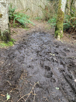 Photo of muddy trail