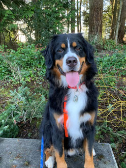 Photo of dog on leash on trail 