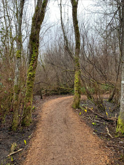 Photo of trail