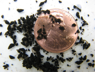 Photo of New Zealand Mudsnails comparing size to one penny