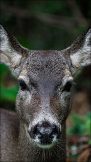 Photo of black tail doe