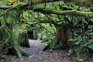 Trail Landscape with moss covered trees