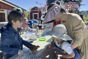 Child reaching out to pet a baby chicken