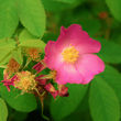 A wild rose bloom in pink